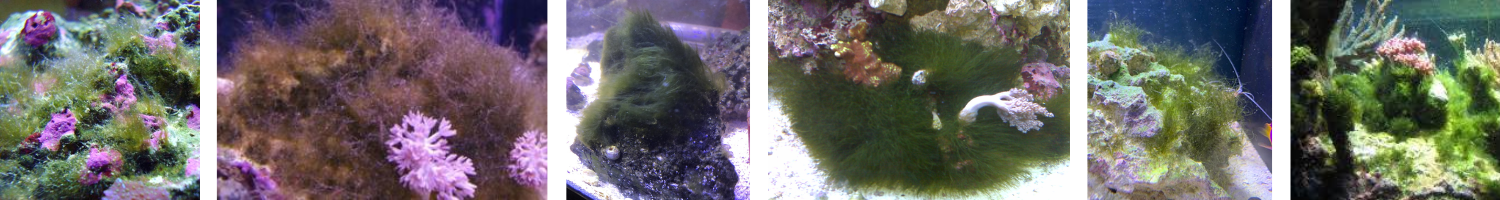 Images of green hair algae